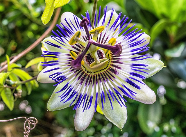 nature's wellness market - passion flower
