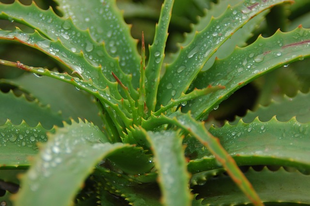 nature's wellness market aloe vera