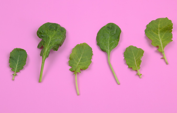 Leafy greens on pink background.